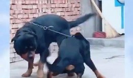 国产拍偷,揭秘镜头背后的偷拍艺术