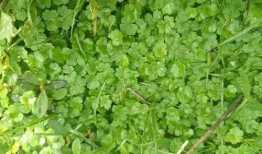 国产人人草,人人草，绿色健康生活新选择